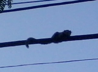 f:id:calorina:20120308002708j:image