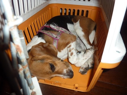 f:id:calorina:20120405094932j:image