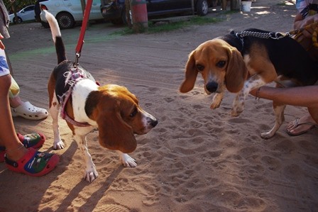f:id:calorina:20120412023914j:image