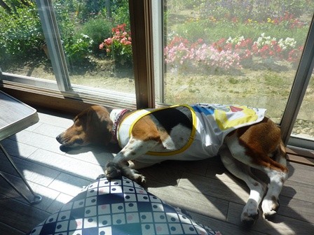 f:id:calorina:20120810101012j:image f:id:calorina:20120810101012j:image