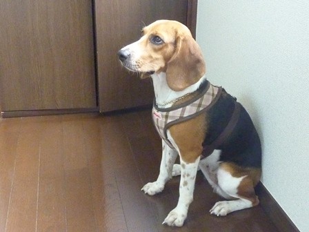 f:id:calorina:20120912152501j:image