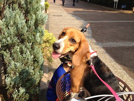 f:id:calorina:20121109000557j:image