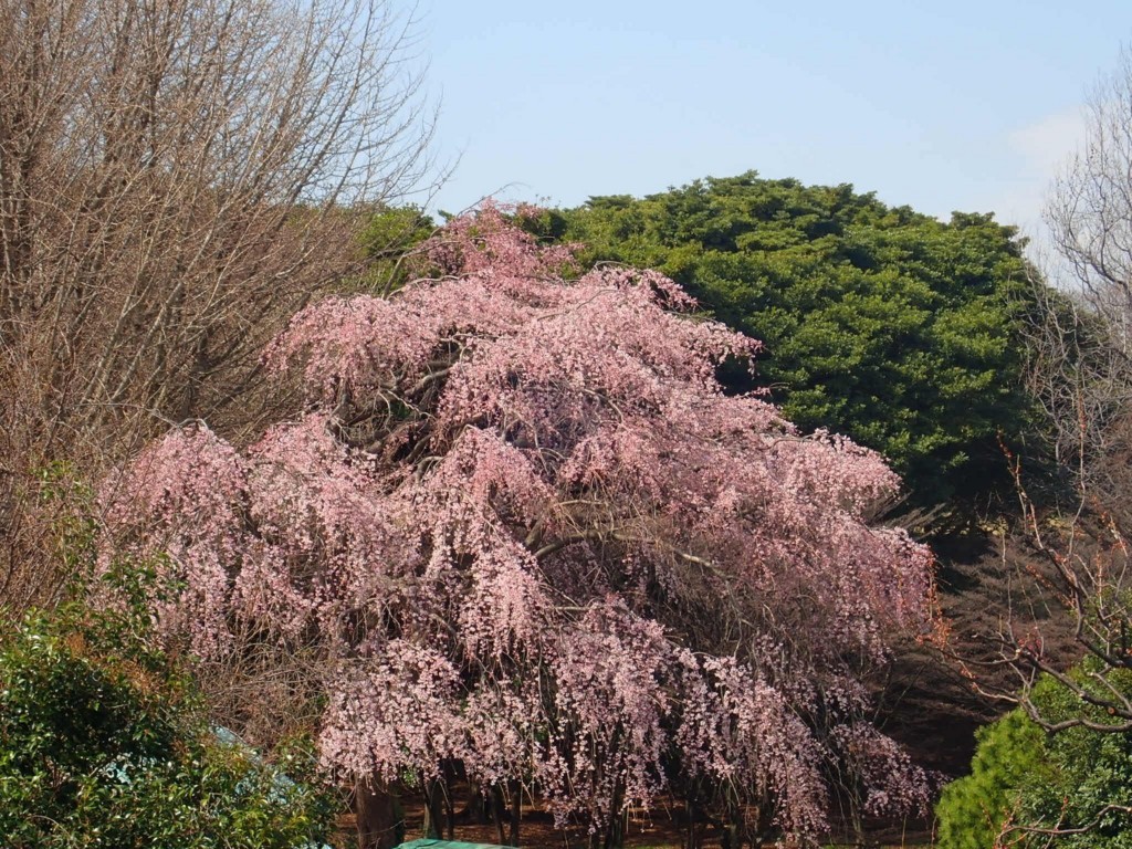 f:id:calorina:20180323000257j:plain