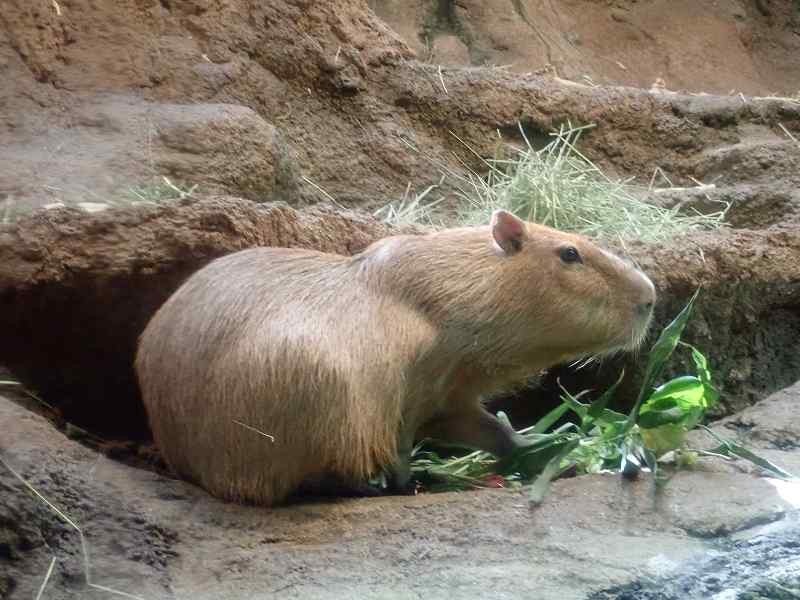 f:id:calorina:20180407232227j:plain f:id:calorina:20180407232227j:plain