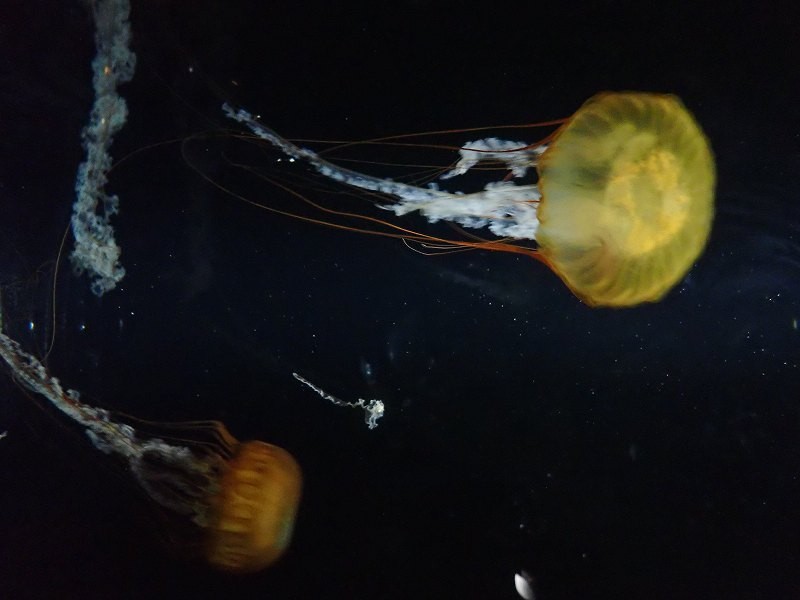 f:id:calorina:20180407232400j:plain f:id:calorina:20180407232400j:plain