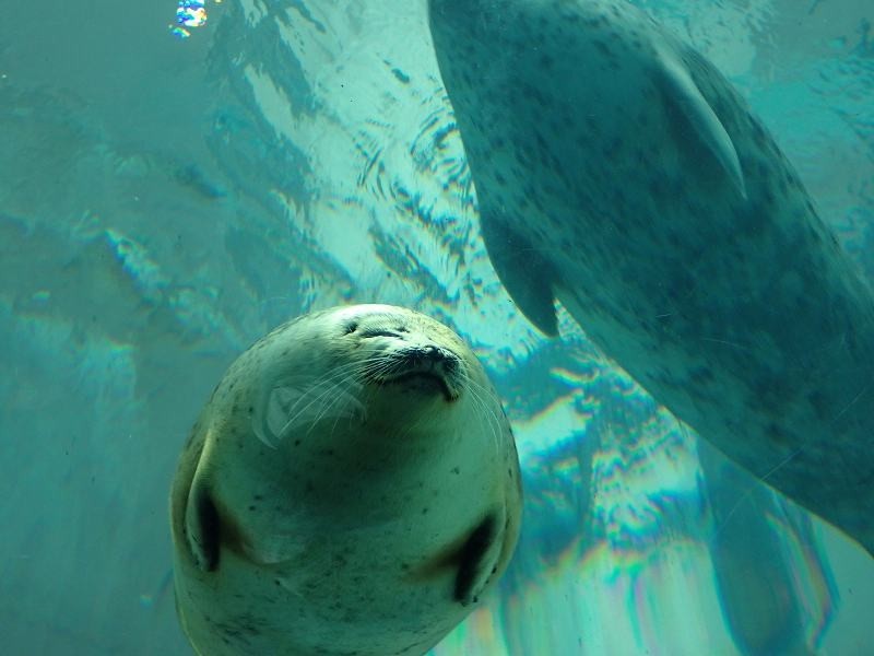 f:id:calorina:20180407232451j:plain f:id:calorina:20180407232451j:plain