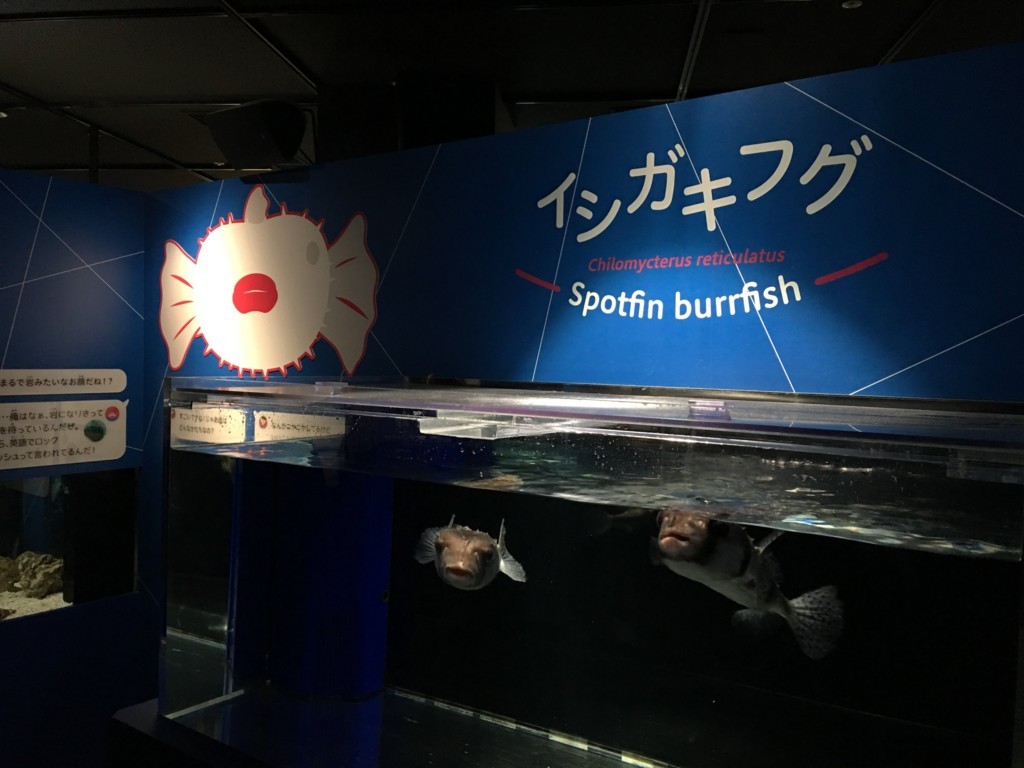 f:id:calorina:20180407233119j:plain f:id:calorina:20180407233119j:plain