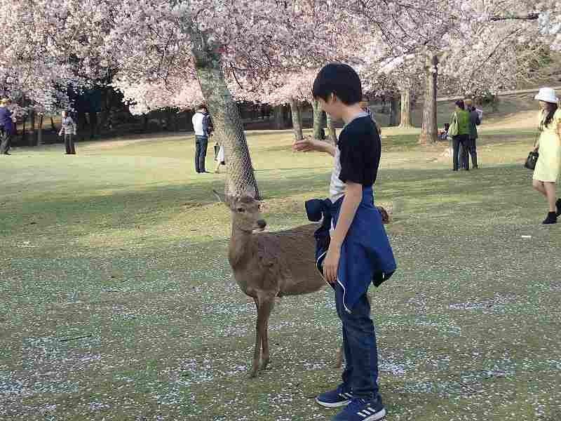 f:id:calorina:20180407233406j:plain f:id:calorina:20180407233406j:plain