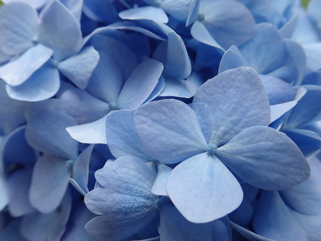 f:id:calorina:20180616151337j:plain f:id:calorina:20180616151337j:plain