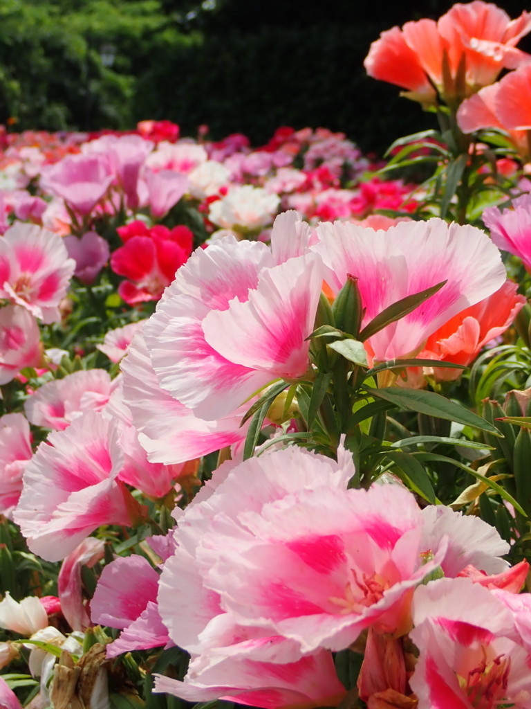 f:id:calorina:20180616151446j:plain f:id:calorina:20180616151446j:plain