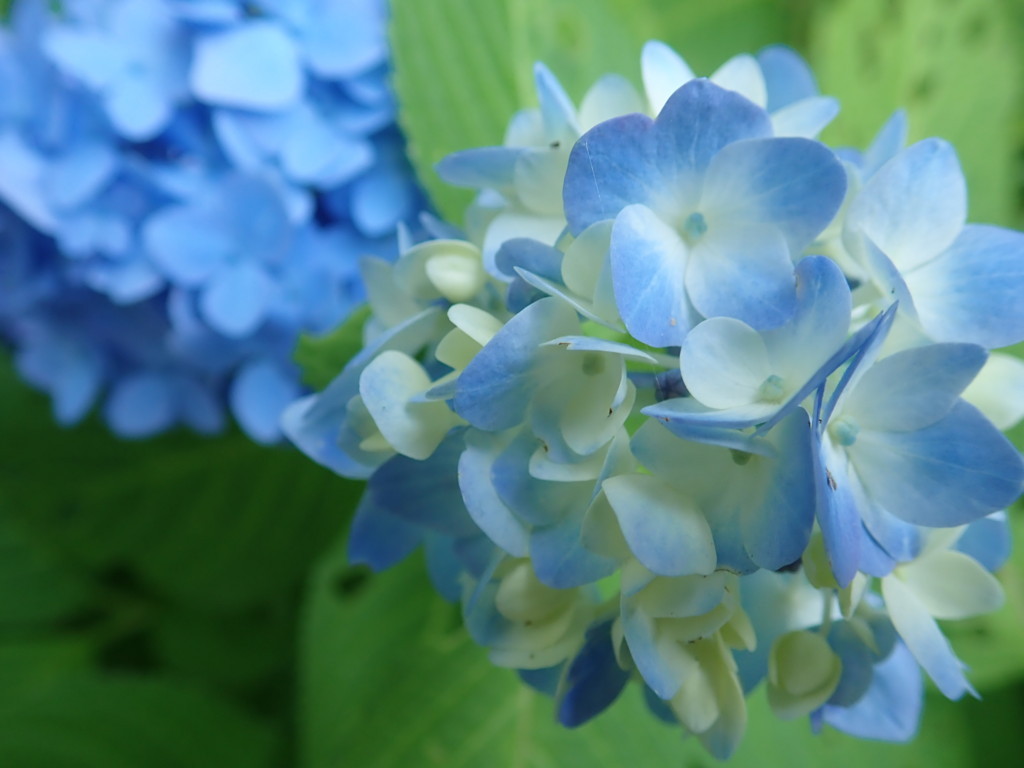 f:id:calorina:20180616151504j:plain f:id:calorina:20180616151504j:plain