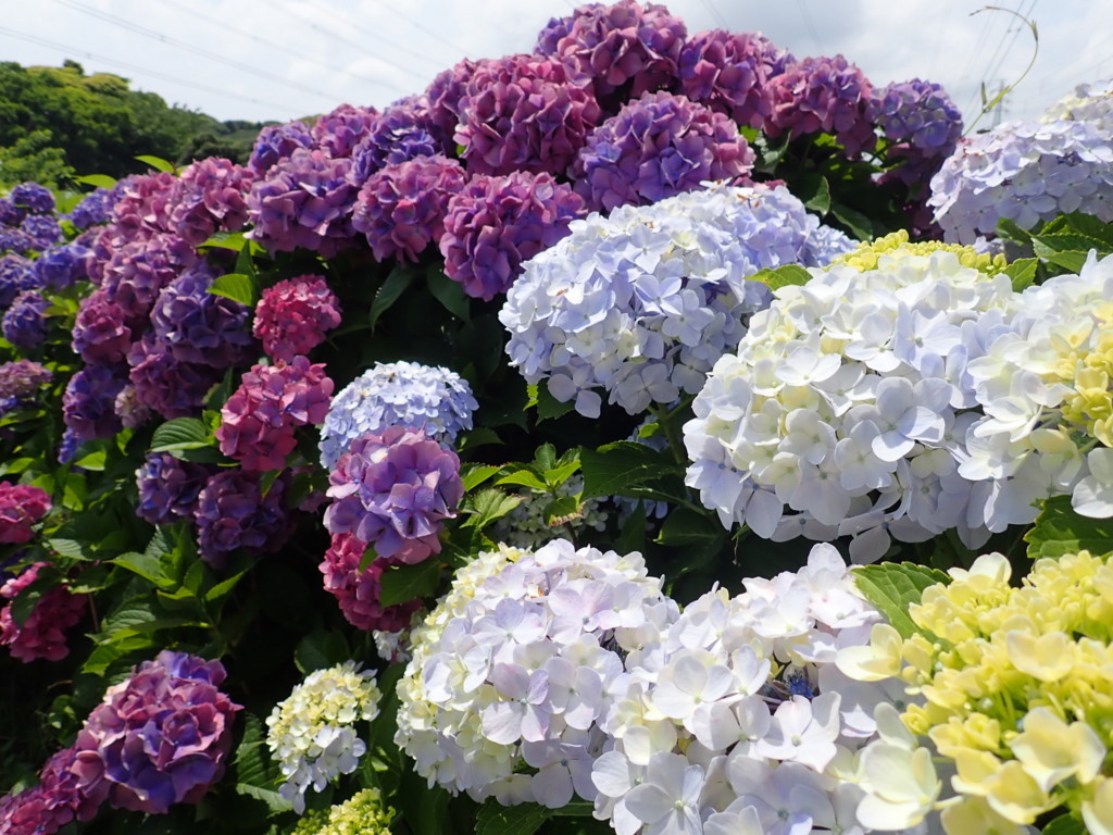 f:id:calorina:20180616151927j:plain f:id:calorina:20180616151927j:plain