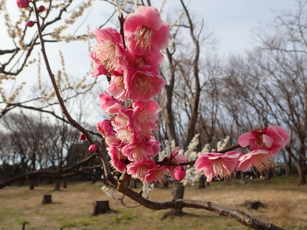 f:id:calorina:20190225005101j:plain f:id:calorina:20190225005101j:plain