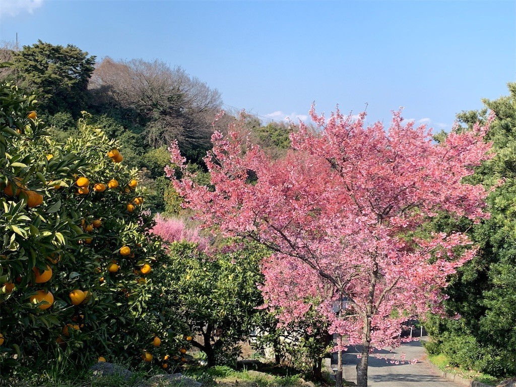 f:id:calorina:20190316192214j:image