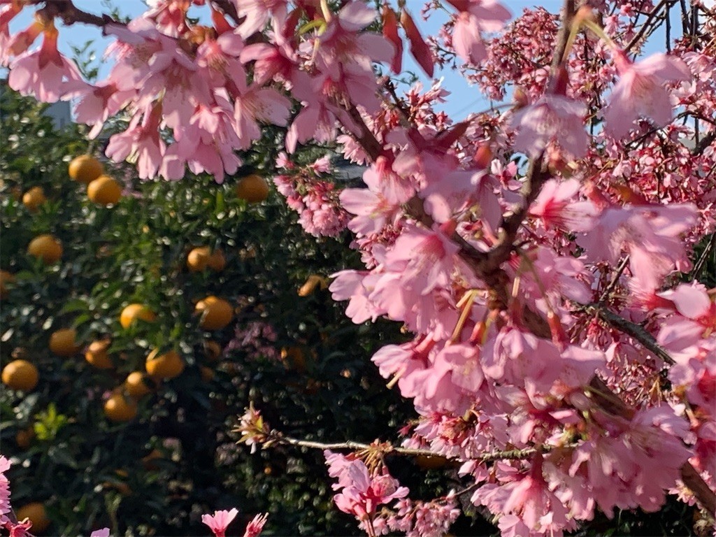 f:id:calorina:20190316192247j:image