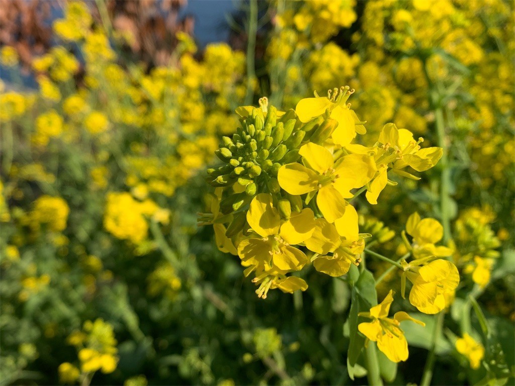 f:id:calorina:20190316192349j:image