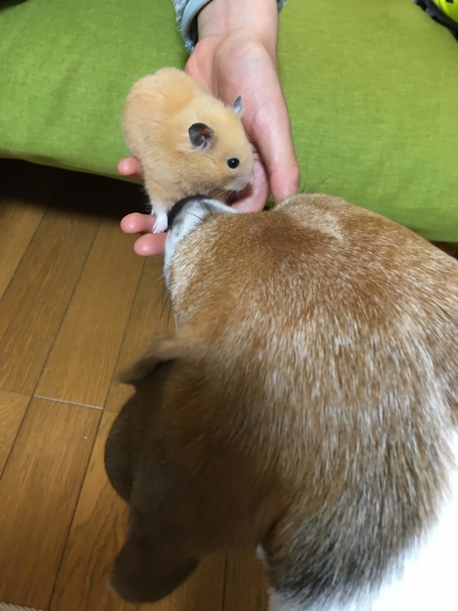 f:id:calorina:20190324223513j:plain f:id:calorina:20190324223513j:plain