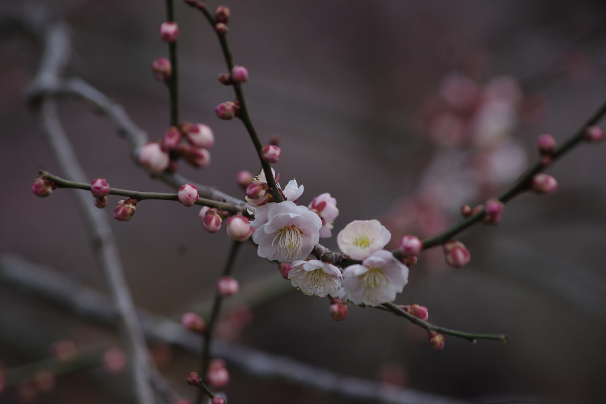 f:id:calorina:20190401231004j:plain