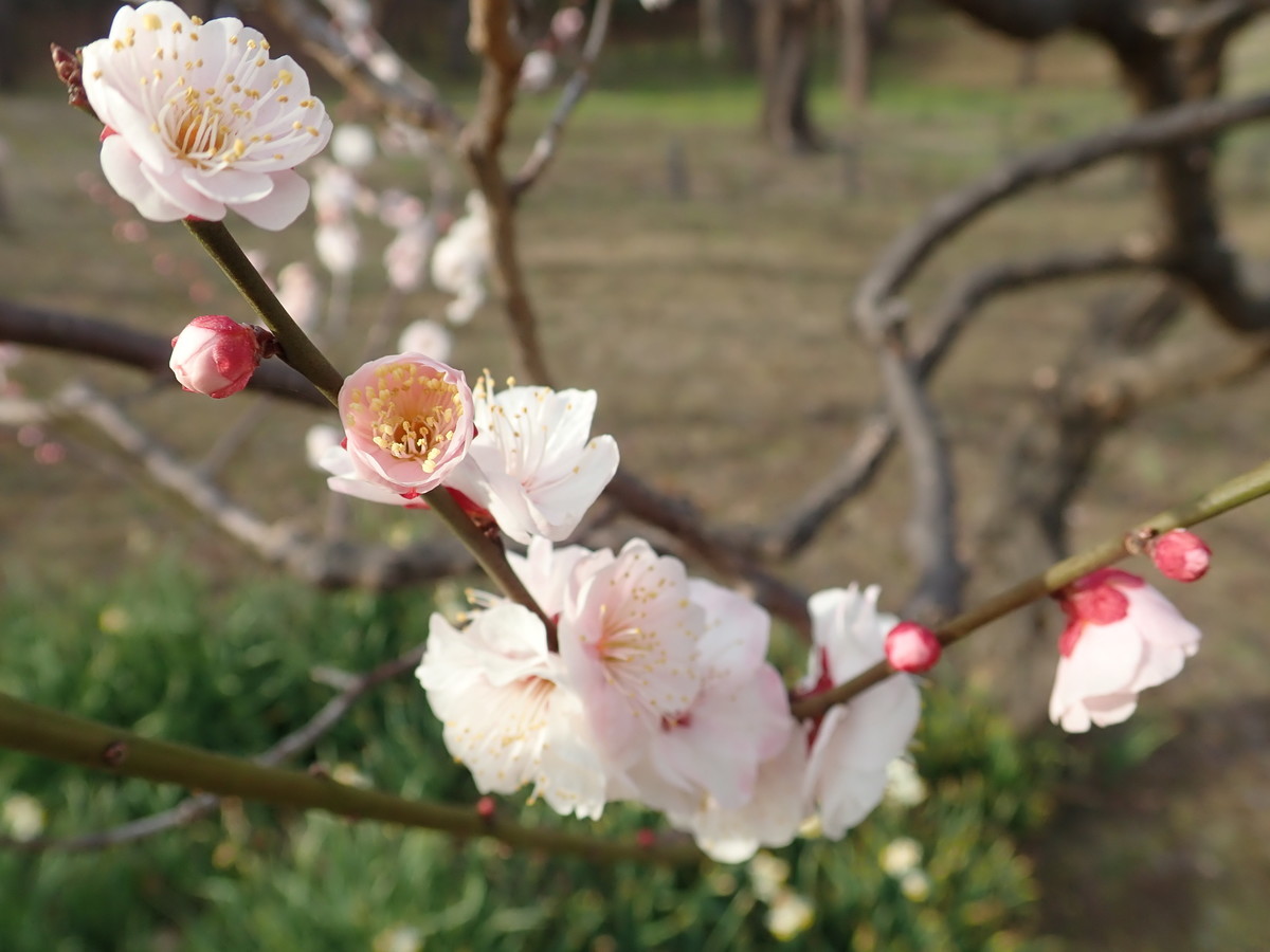 f:id:calorina:20190402101704j:plain