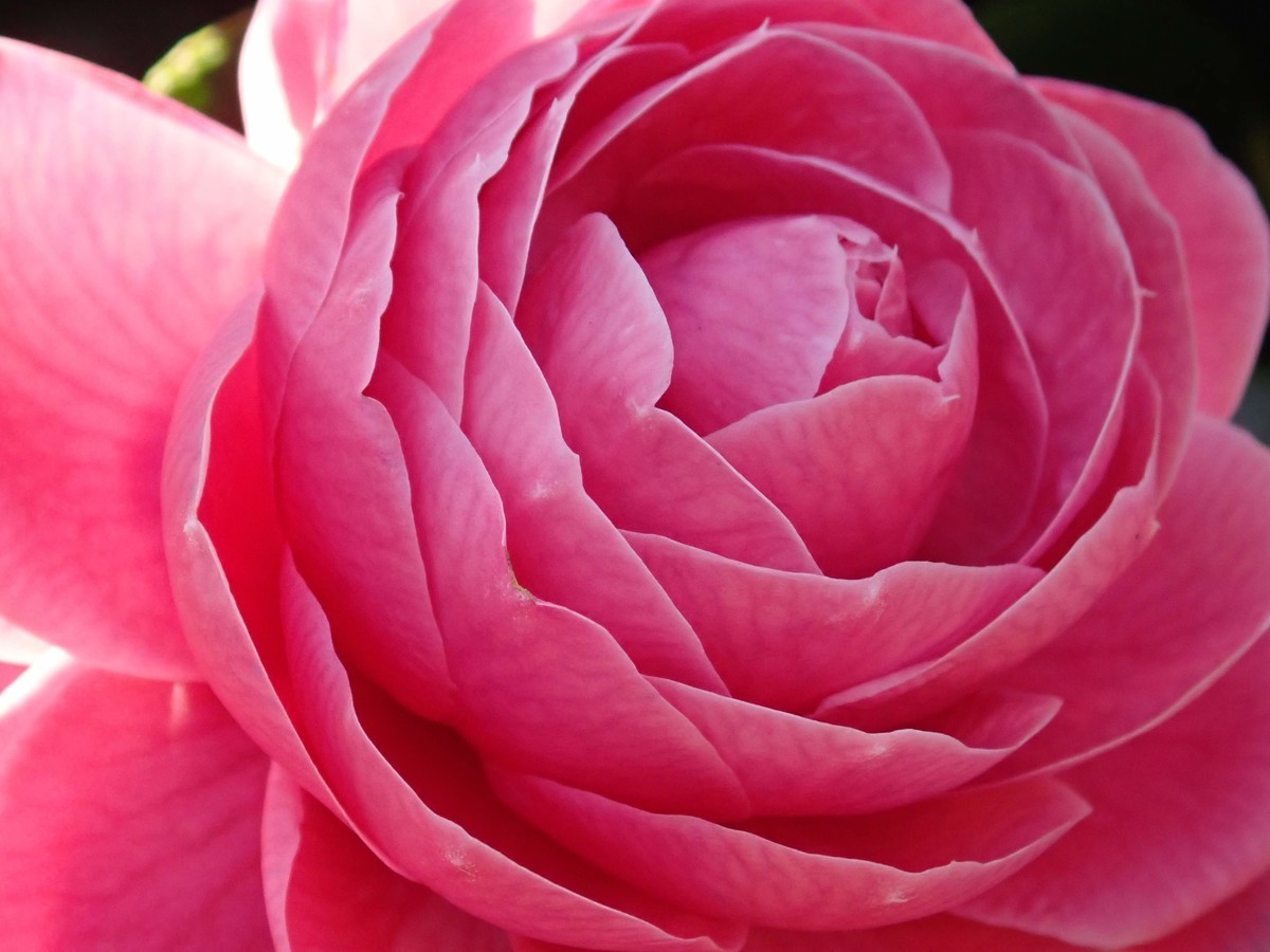 f:id:calorina:20190405084132j:plain