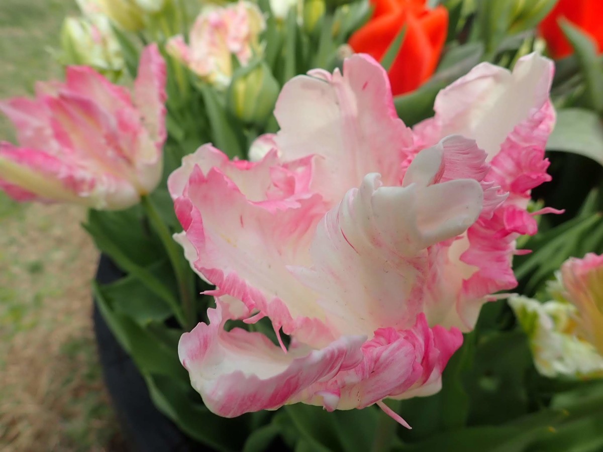 f:id:calorina:20190405084239j:plain