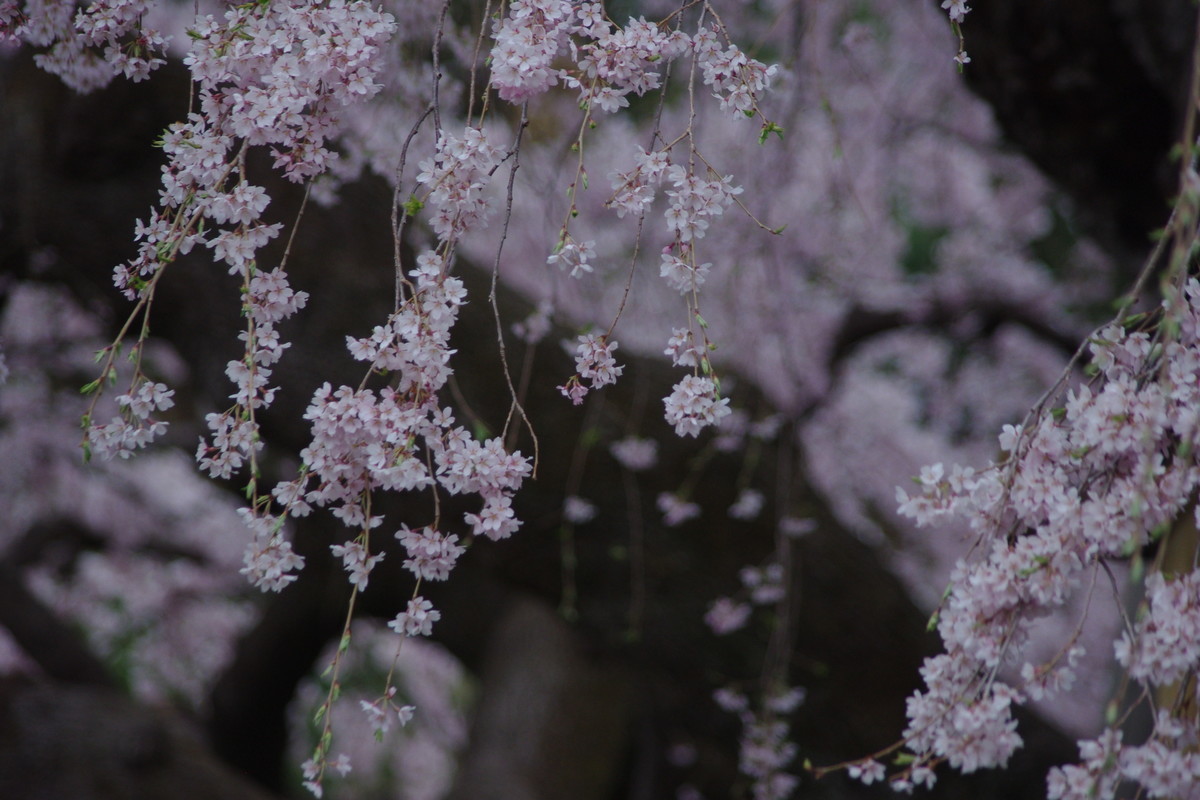 f:id:calorina:20190421214518j:plain