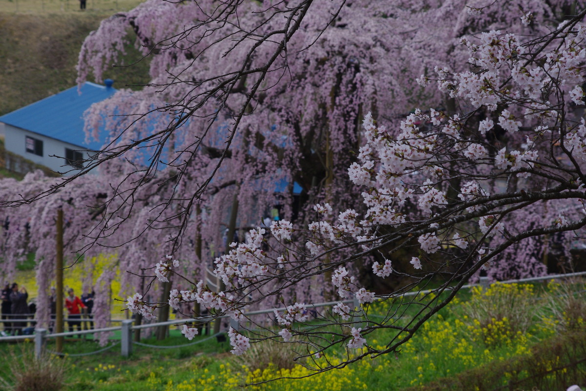 f:id:calorina:20190421214741j:plain