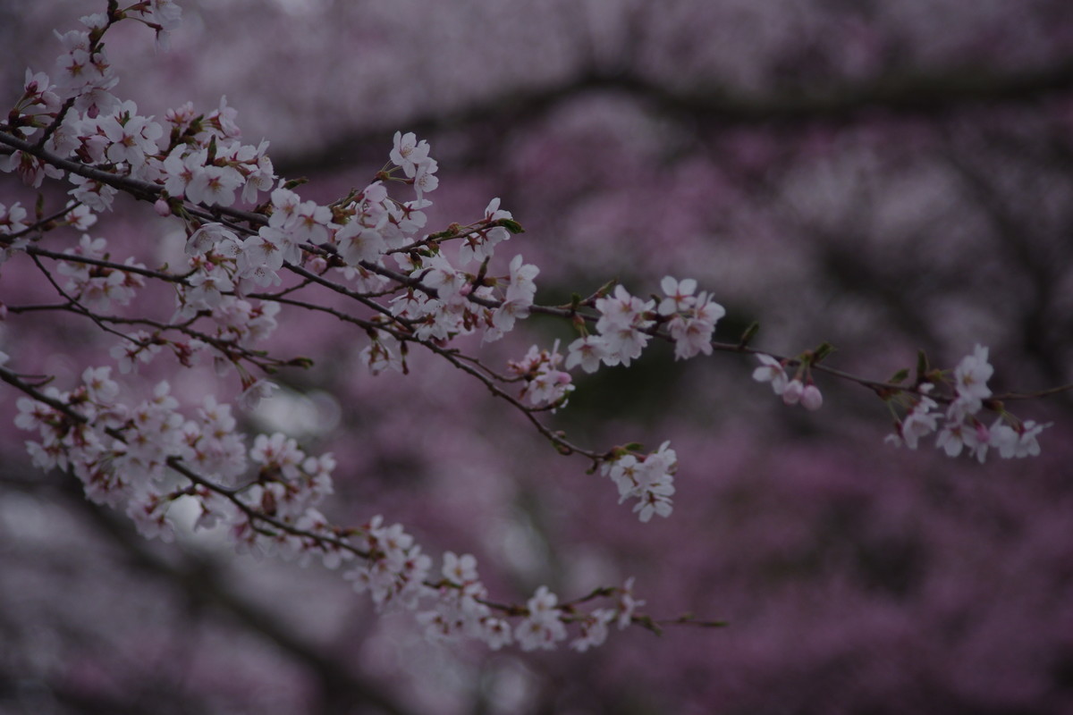 f:id:calorina:20190421214837j:plain