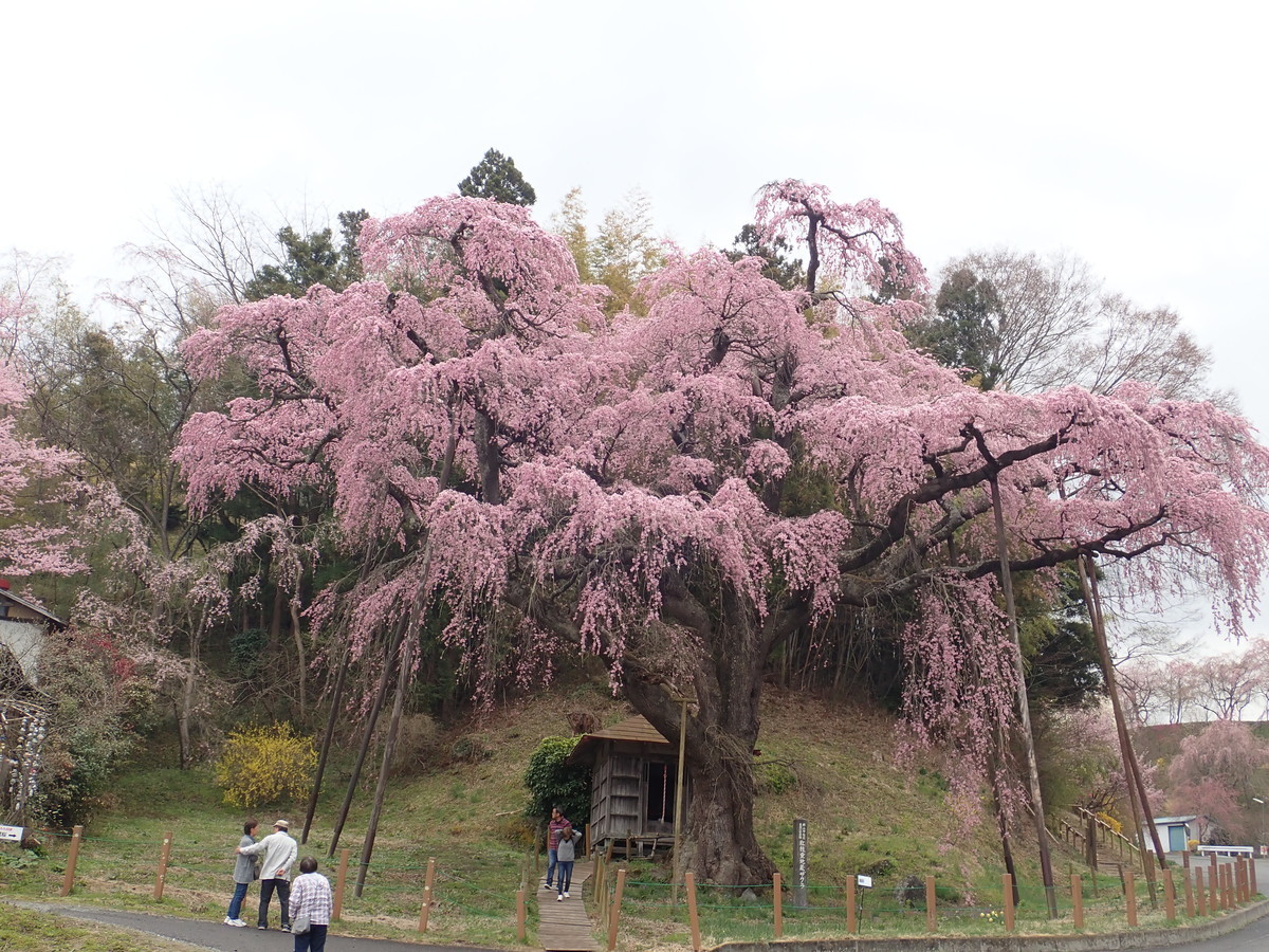f:id:calorina:20190425232230j:plain