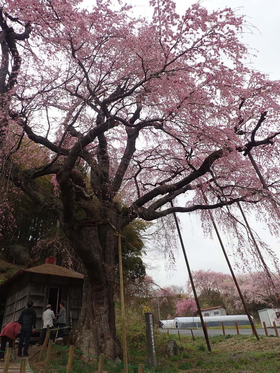 f:id:calorina:20190425232444j:plain
