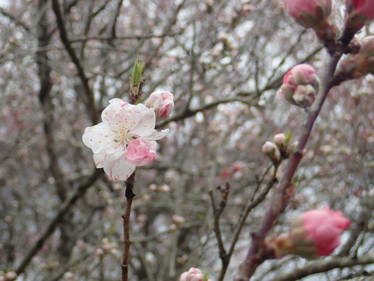 f:id:calorina:20190425232526j:plain