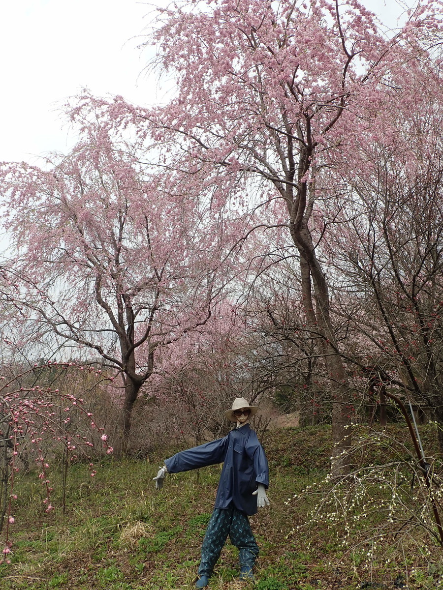 f:id:calorina:20190425232642j:plain