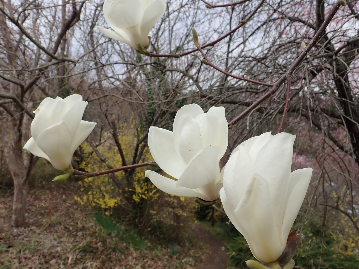 f:id:calorina:20190425232810j:plain