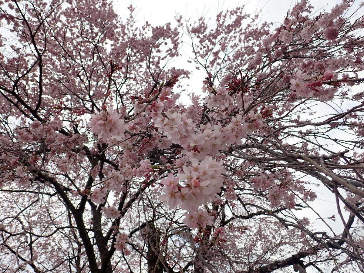 f:id:calorina:20190425232947j:plain
