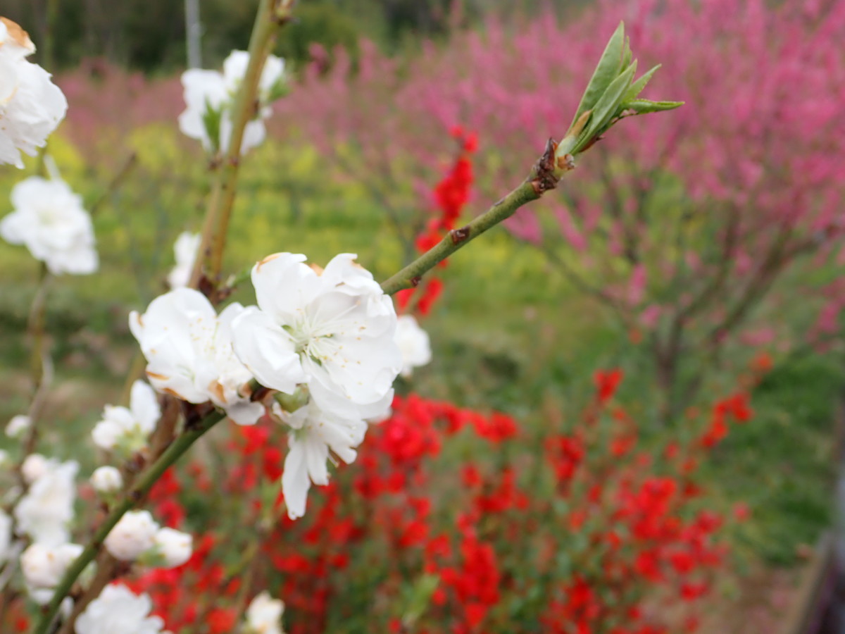 f:id:calorina:20190425233651j:plain