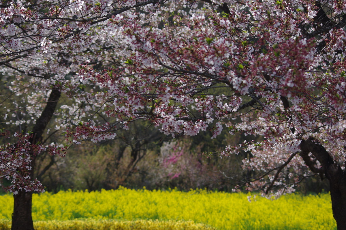 f:id:calorina:20190425234031j:plain