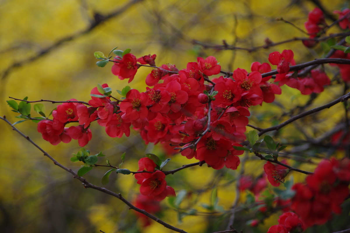 f:id:calorina:20190425234059j:plain