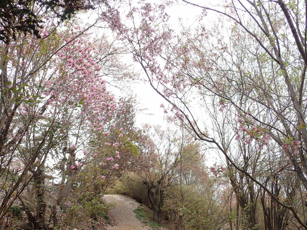 f:id:calorina:20190425234852j:plain