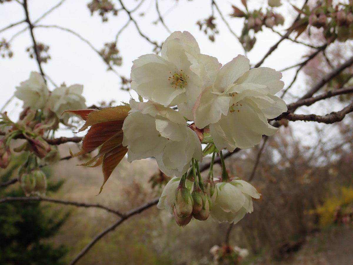 f:id:calorina:20190425234928j:plain
