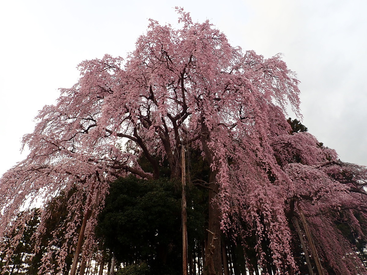 f:id:calorina:20190425235832j:plain
