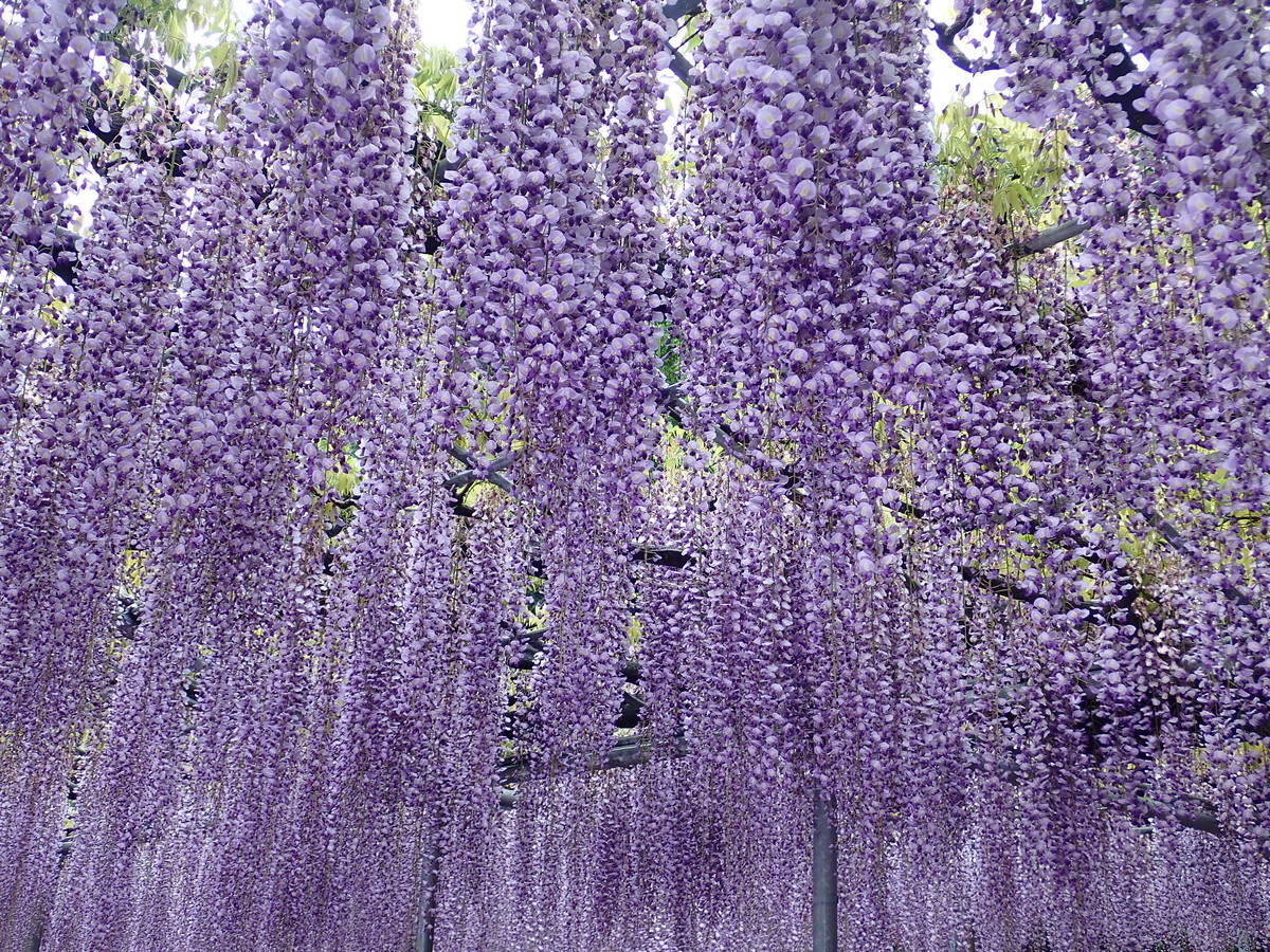 f:id:calorina:20190501225942j:plain