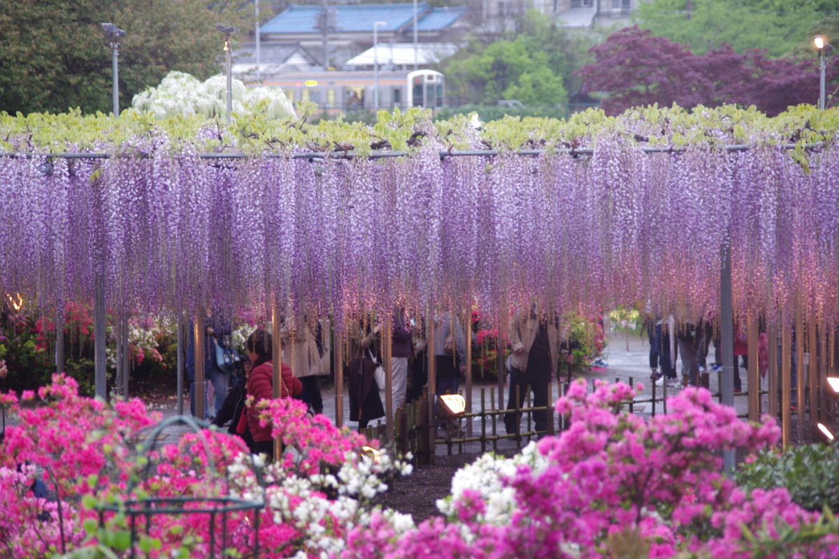 f:id:calorina:20190501230039j:plain