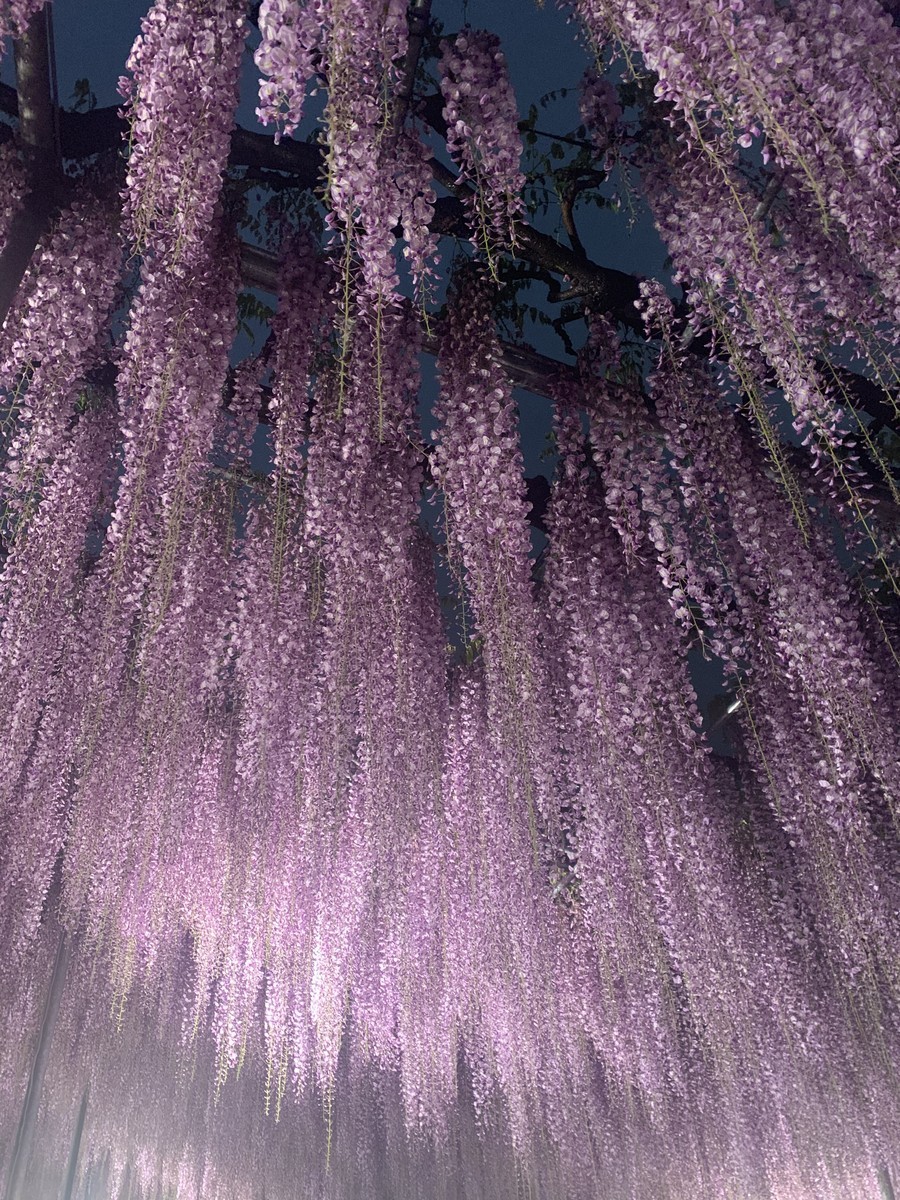 f:id:calorina:20190501230726j:plain