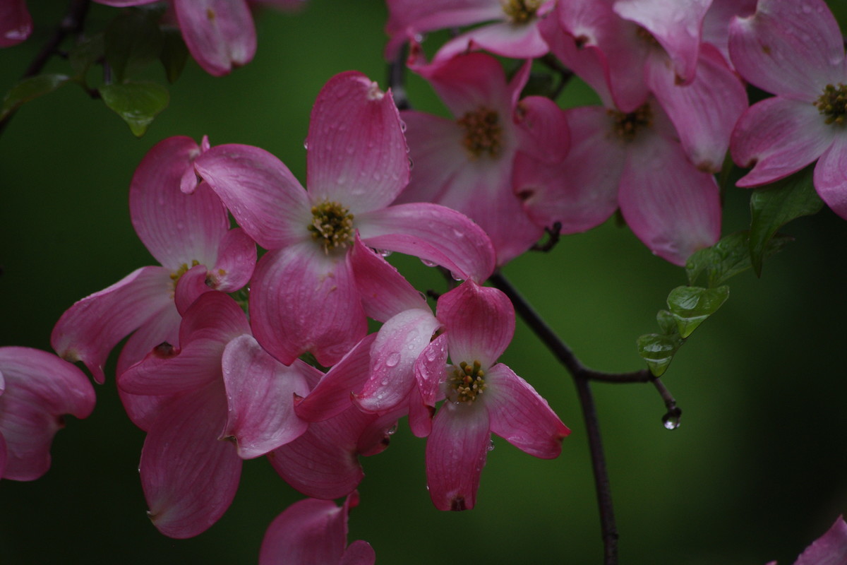 f:id:calorina:20190501230828j:plain