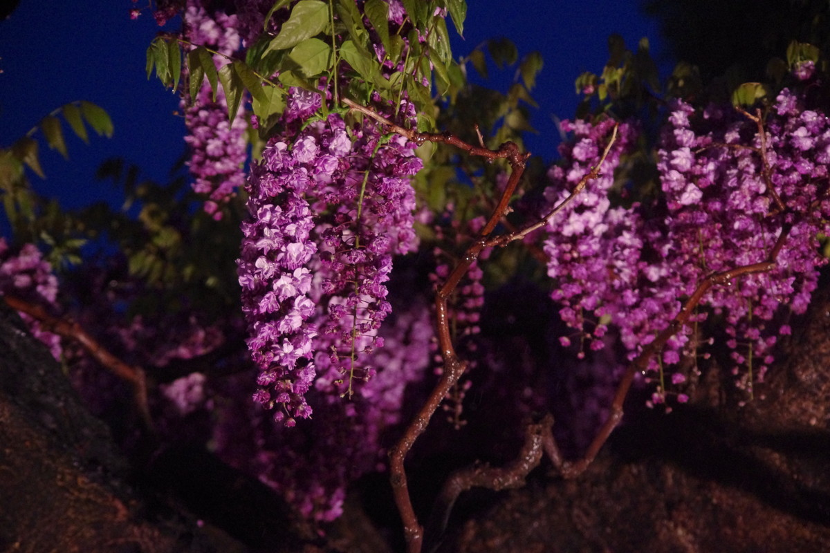 f:id:calorina:20190501231840j:plain