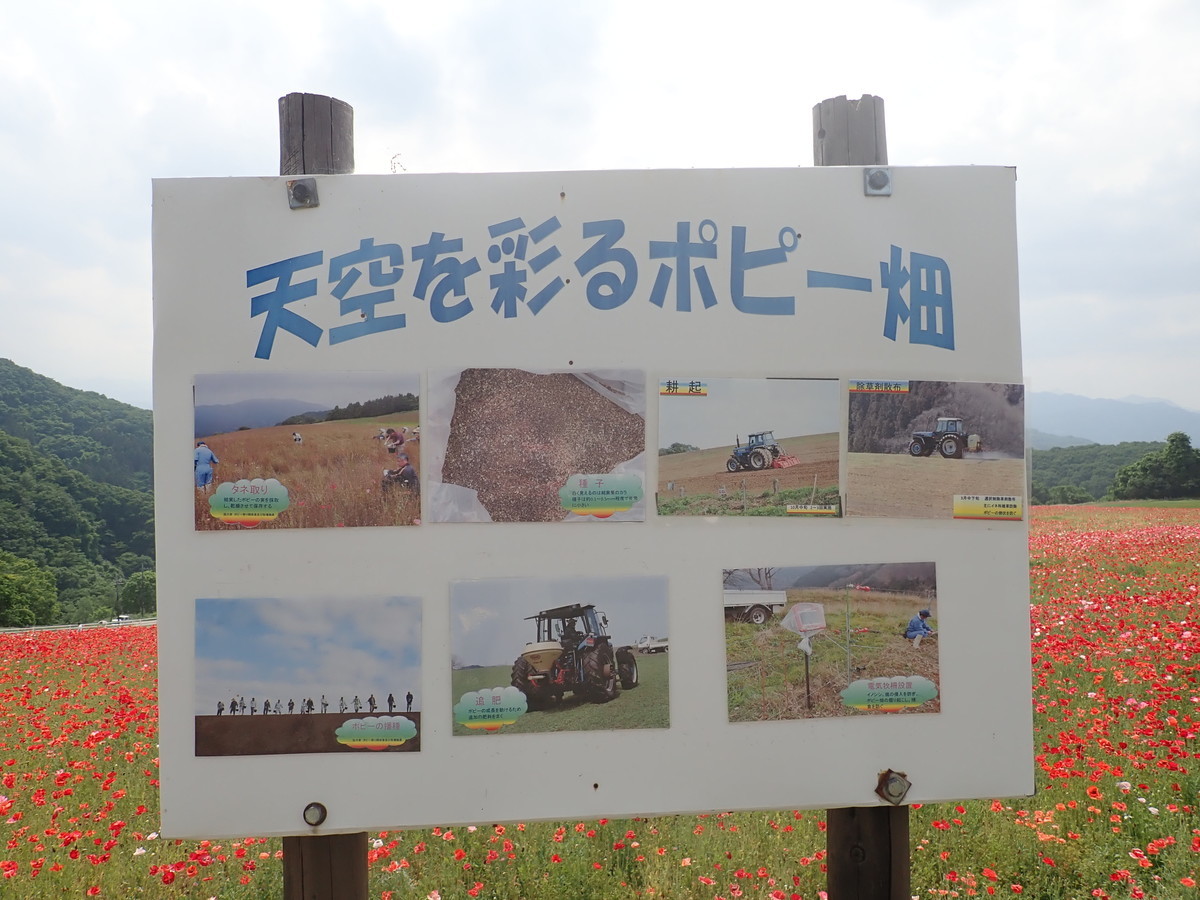 f:id:calorina:20190607001237j:plain