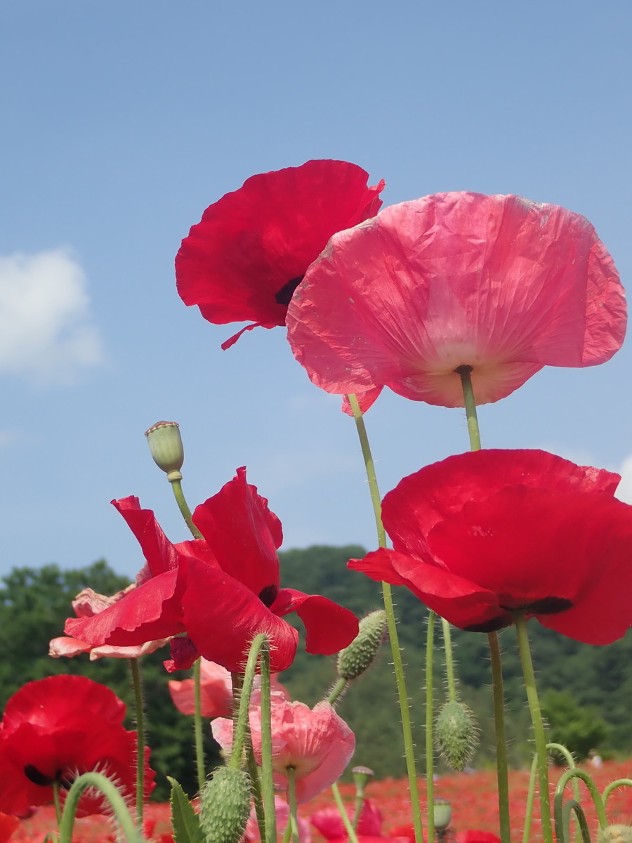 f:id:calorina:20190607001404j:plain