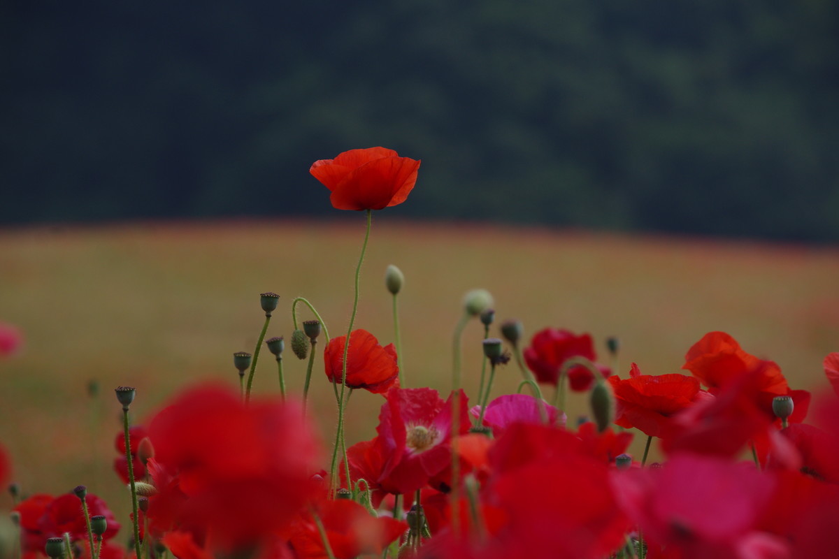 f:id:calorina:20190607001721j:plain