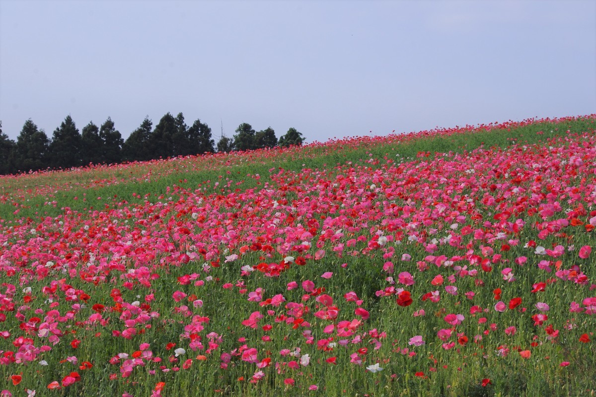 f:id:calorina:20190607001846j:plain