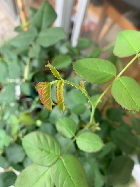 f:id:calorina:20190611192340j:plain